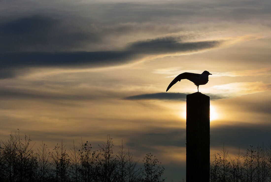 Black Headed Gull   Larus Ridibundus  Silhouetted adult stretching at sunrise, Slimbridge,UK