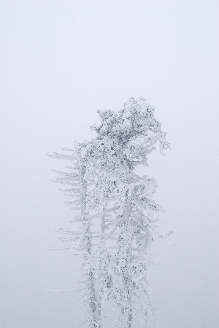 Frozen tree in fog.