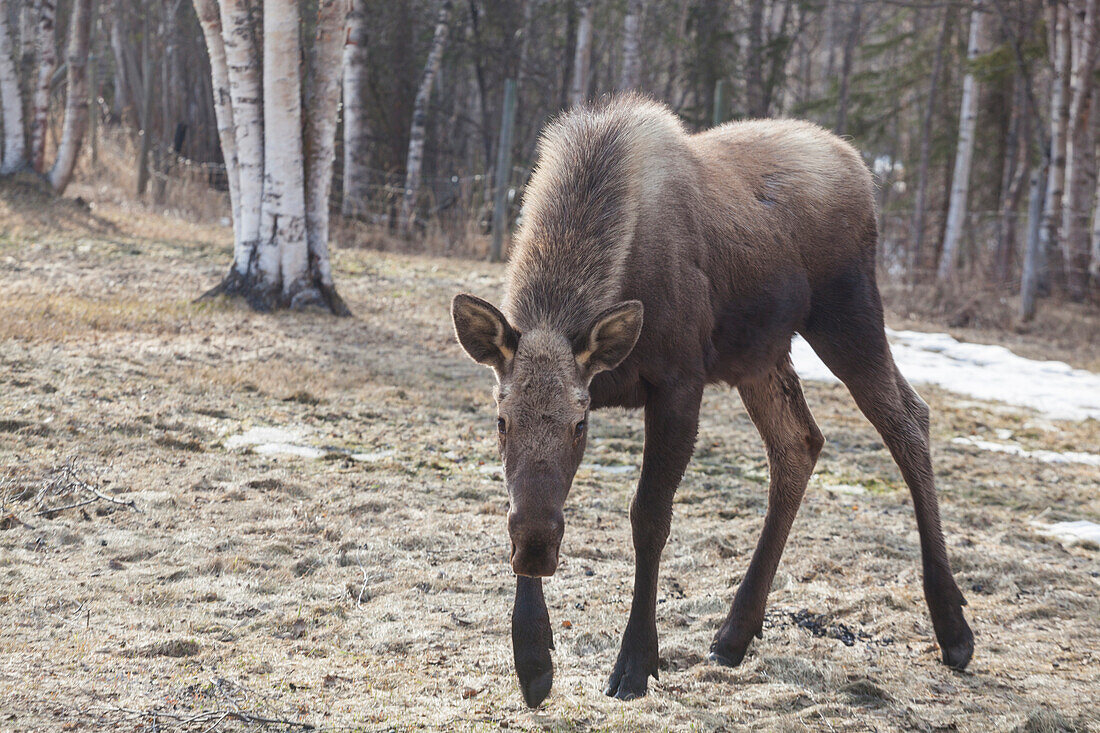 A young moose (Alces alces) wanders into a field on a farm in Chugiak, Alaska.