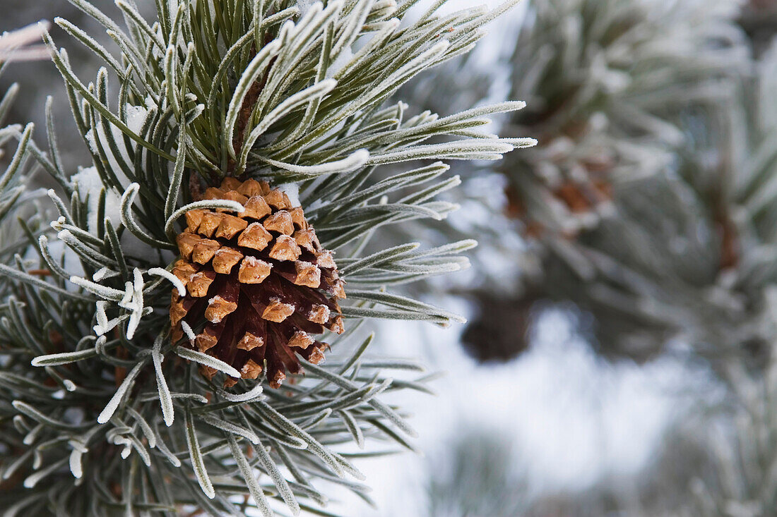 Close-Up Image Of Frost-Covered Pine Cone On Branch In Winter.