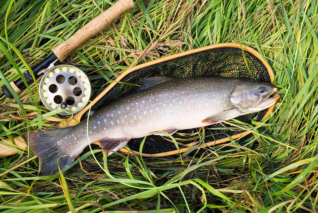 Close Up Of Dolly Varden W/ Net And Fishing Pole At Quartz Creek Kenai Peninsula Alaska In Autumn