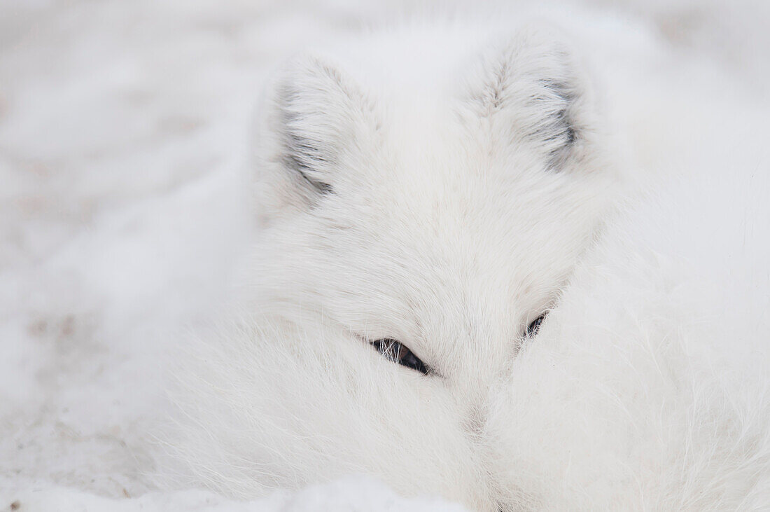 Captive: Close Up Of An Arctic Fox In White Phase Resting With Its Nose Tucked Up Under Its Tail, Yukon Wildlife Preserve, Yukon Territory, Canada