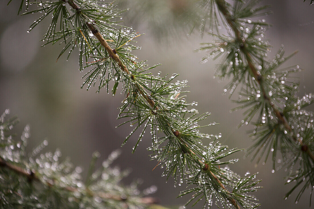 'Close up of fog droplets on the needles of a larch tree; Lanserbach, Austria'