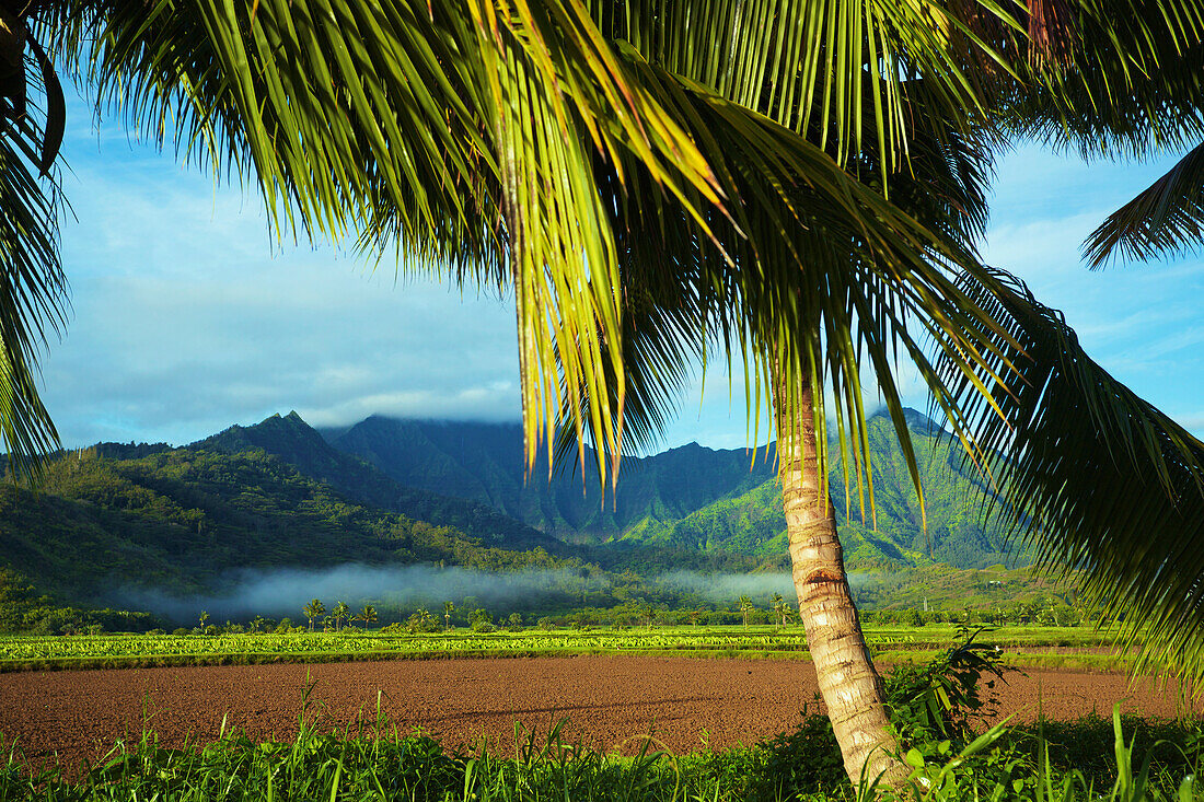 'Traces of fog over a lush landscape; Kauai, Hawaii, United States of America'