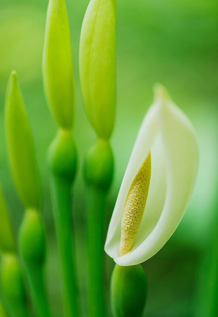 Nahaufnahme einer Taro-Blüte; Holualoa, Insel Hawaii, Vereinigte Staaten von Amerika'