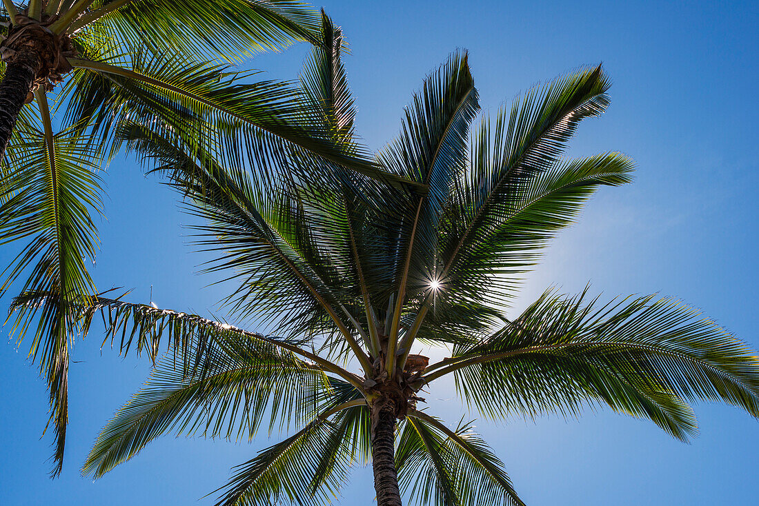 'Coconut Palms backlit by the sunlight in a blue sky; Poipu, Kauai, Hawaii, United States of America'