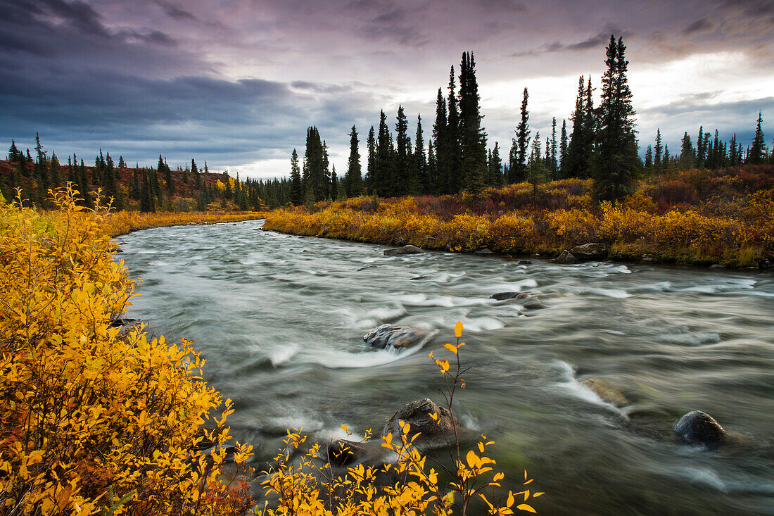 View Of Brushkana Creek In The Early Morning With Yellow Fall Colors Along The Creek, Denali Highway, Southcentral Alaska, Autumn