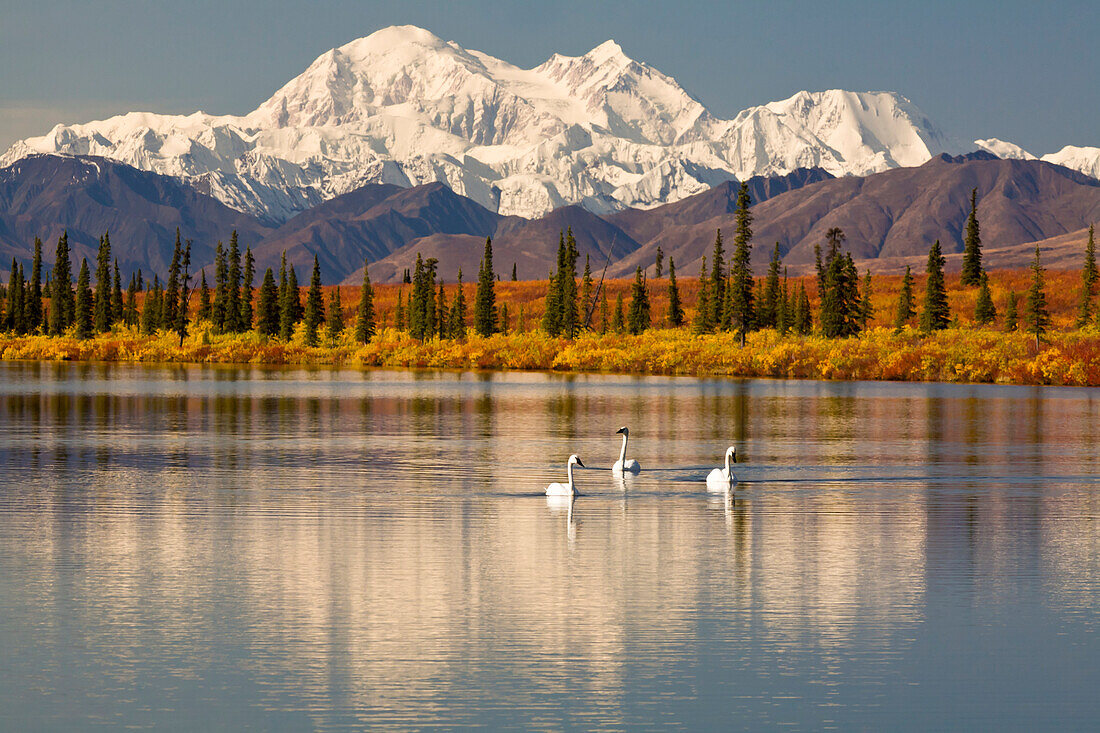 Scenic View Of Mt. Mckinley With Trumpeter Swans In A Small Pond In The Foreground, Broad Pass Near Cantwell, Interior Alaska, Fall