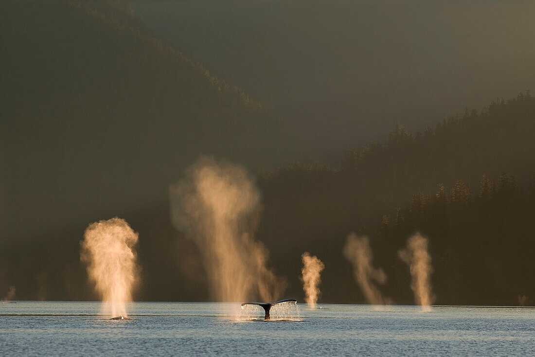 Group Of Humpbacks Feeding Along The Shoreline Of The Inside Passage. Summer In Southeast Alaska. Composite.