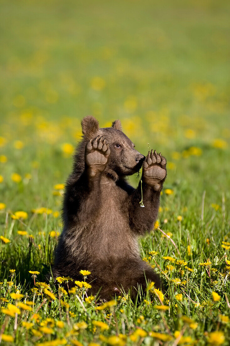 Brown Bear Cub Sitting In Wildflowers Yukon Territory Canada Tatshenshini-Alsek Wilderness Spring