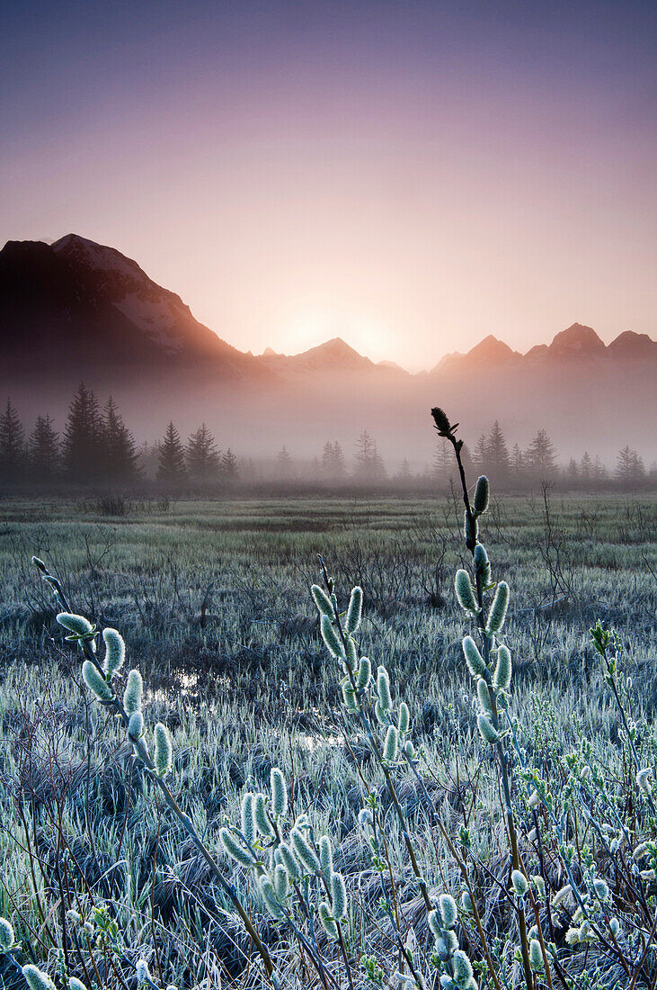 Morning Fog Hangs On The Ground Near The Copper River Highway As The Sun Rise Over The Chugach Mountains, Chugach National Forest, Southcentral Alaska, Spring. Hdr
