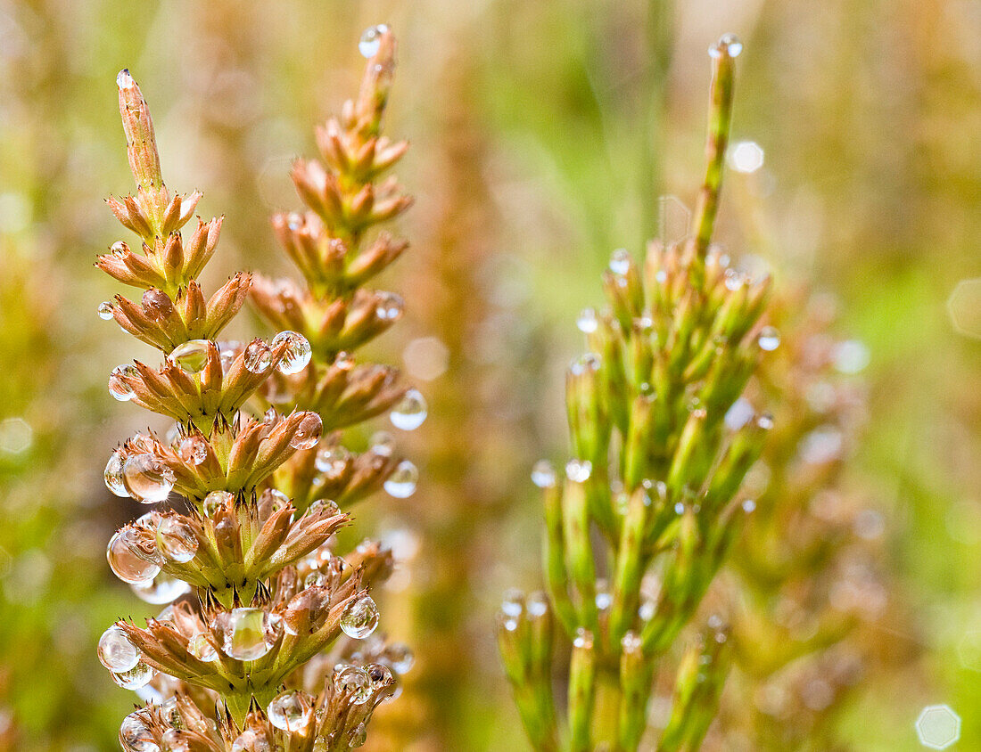 Droplets Of Dew Form On Horsetail Plants Growing In The Bristol Bay Tundra, Alaska/N