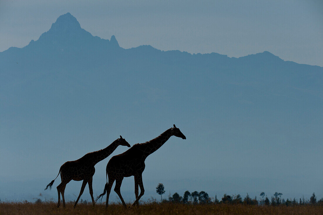 Silhouette of pair of giraffes in front of Mt Kenya, Ol Pejeta Conservancy, Kenya.