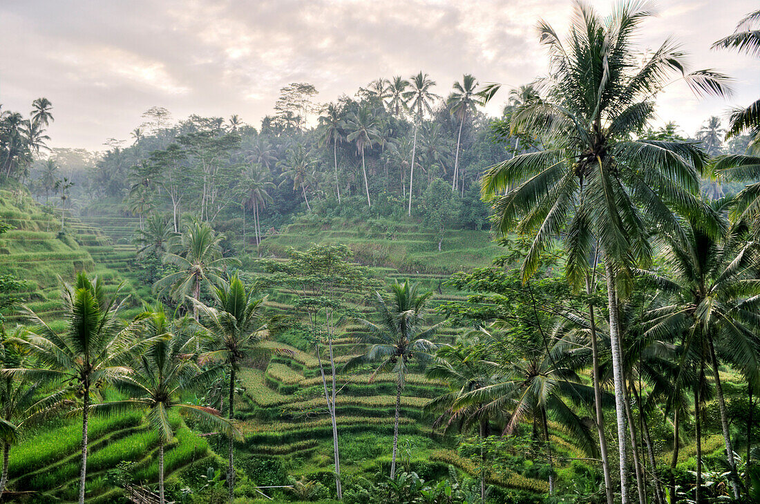Indonesia,Bali,Tranquil Scene, Growth, Agriculture, Nature, Horizontal, Outdoors, Rural Scene, Elevated View, Indonesia, Tree, Lush, Crop, Sky, Cloud, Rice, Palm Tree, Day, Terraced Field, Paddy Field, Valley, Bali, Scenics, Colour, Grass, Ubud District, 
