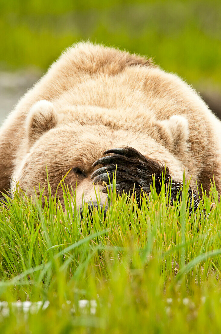 Brown Bear Resting On Sedge Grass With Paw Over Eyes At The Mcneil River State Game Sanctuary, Southwest Alaska, Summer