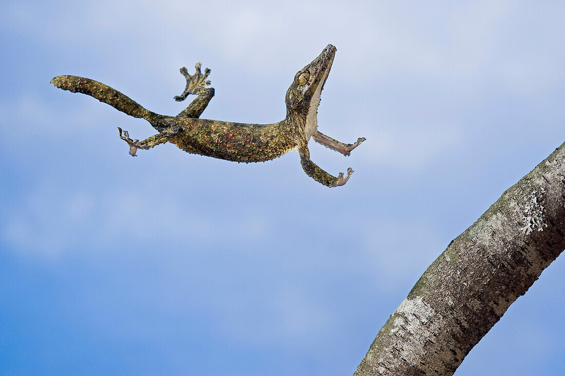 'Henkel's leaf-tailed gecko in mid leap; Madagascar'