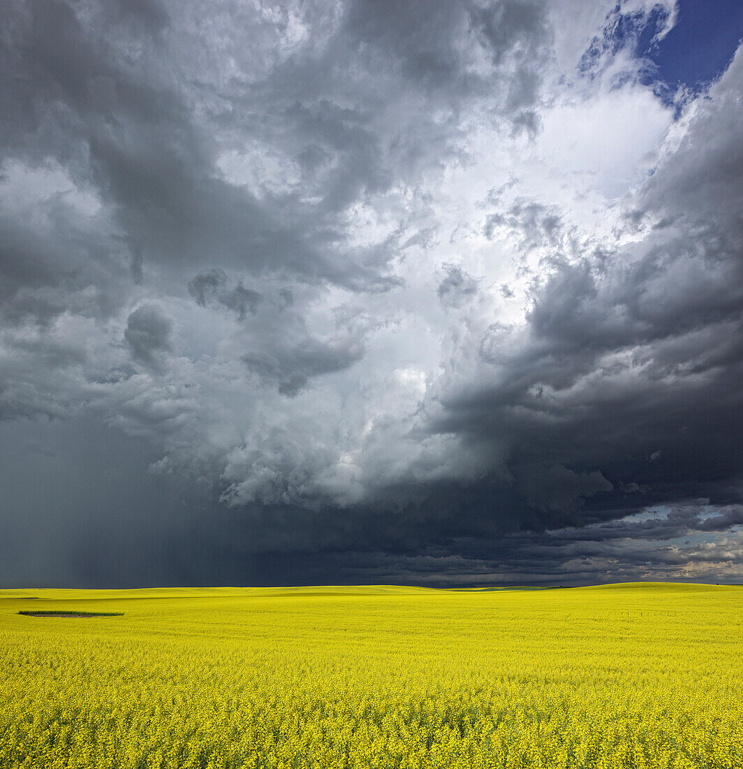 'Storm clouds gather over a sunlit canola field in southern Alberta; Alberta, Canada'