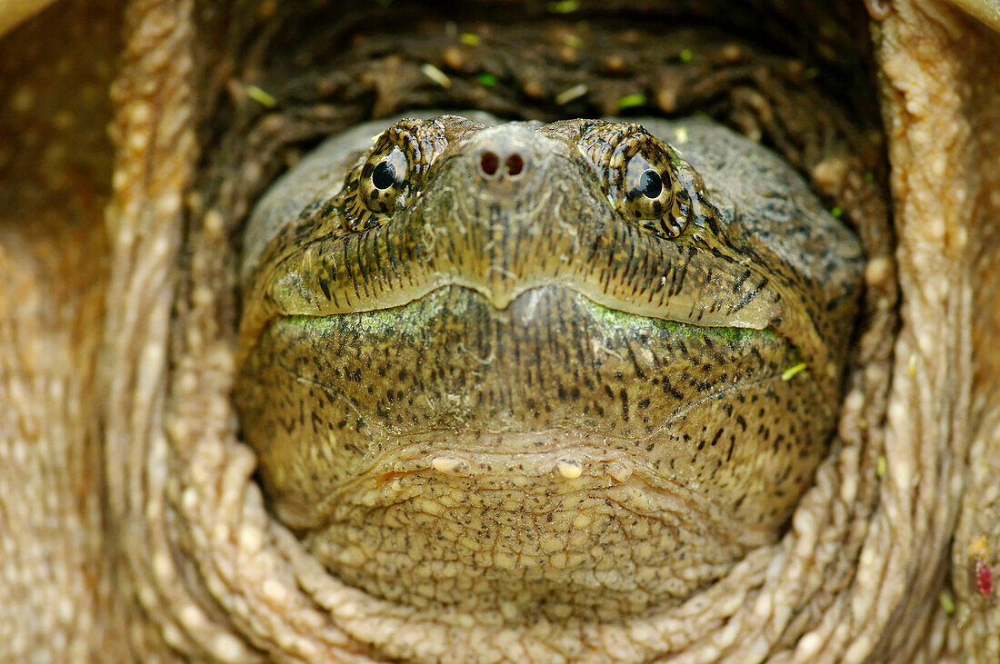 'Head of a snapping turtle; Pointe-des-Cascades, Quebec, Canada'