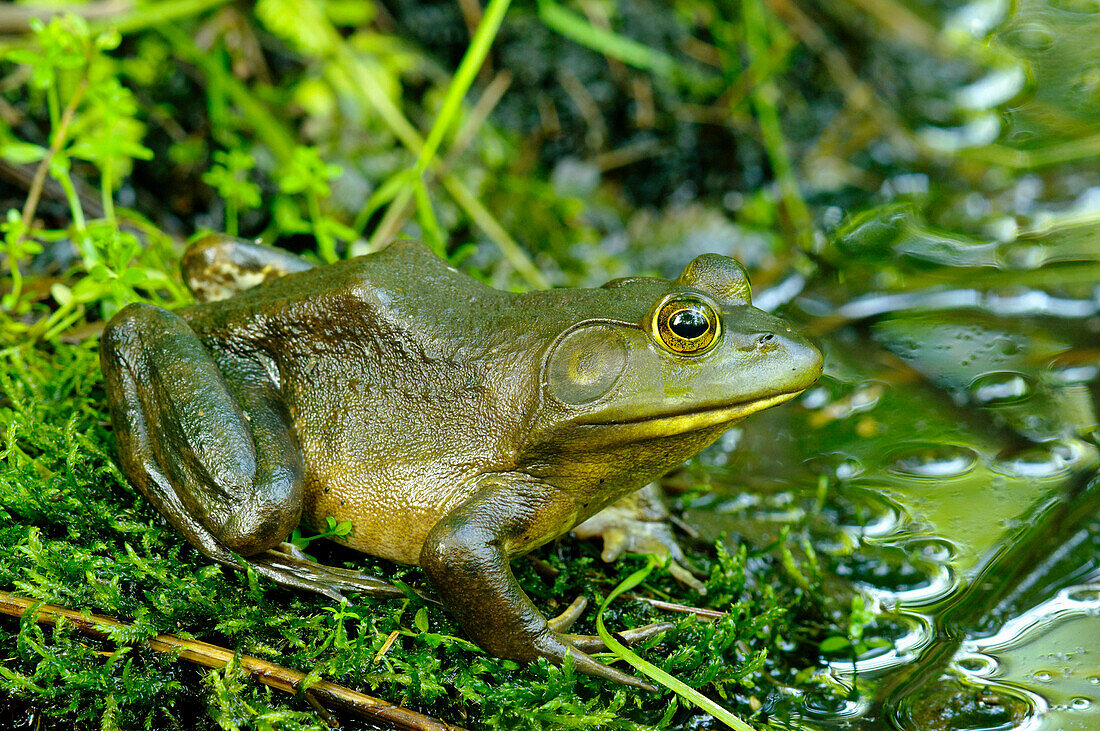 'American bullfrog; Pointe-des-Cascades, Quebec, Canada'