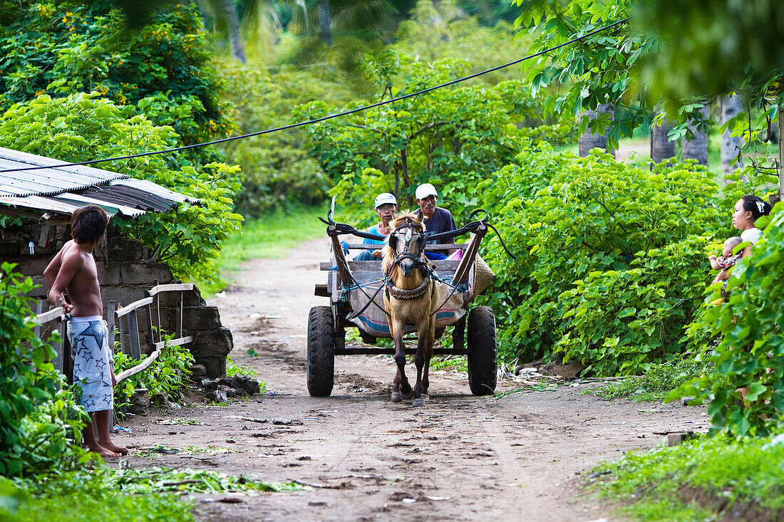 Horse-Drawn Carriages Are The Main Mode Of Transport On Island Of Gili Trawangan, Indonesia