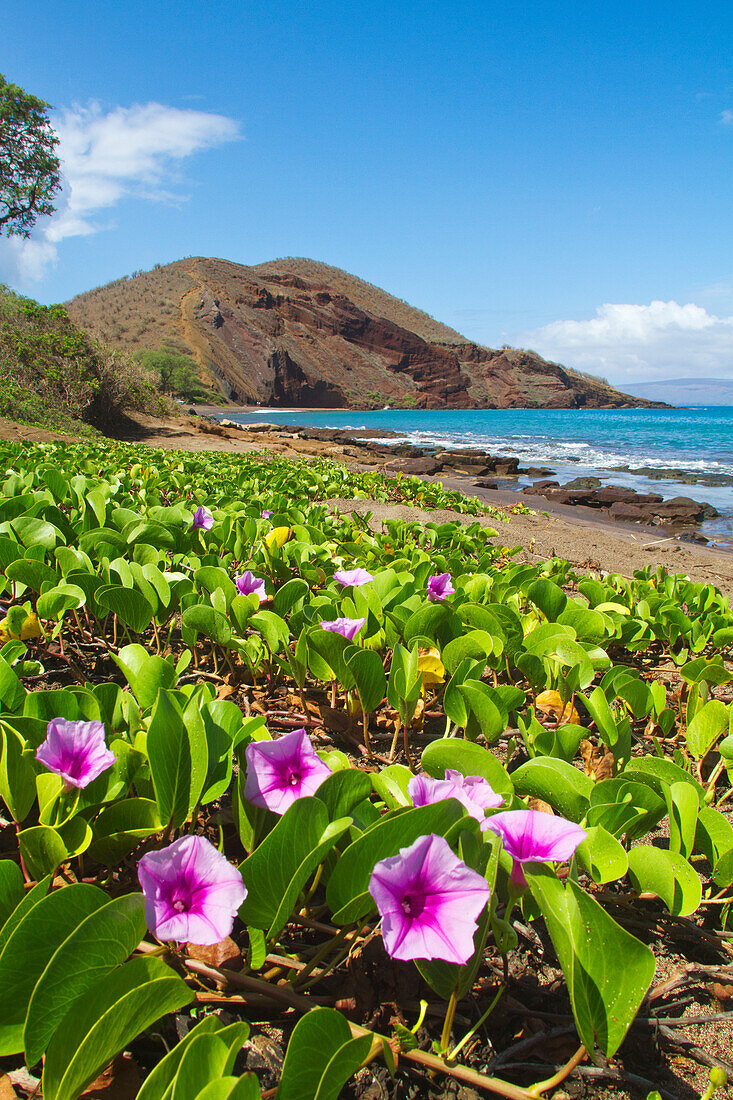 'Beach morning glory with Pu'u O'lai in background; Makena, Maui, Hawaii, United States of America'