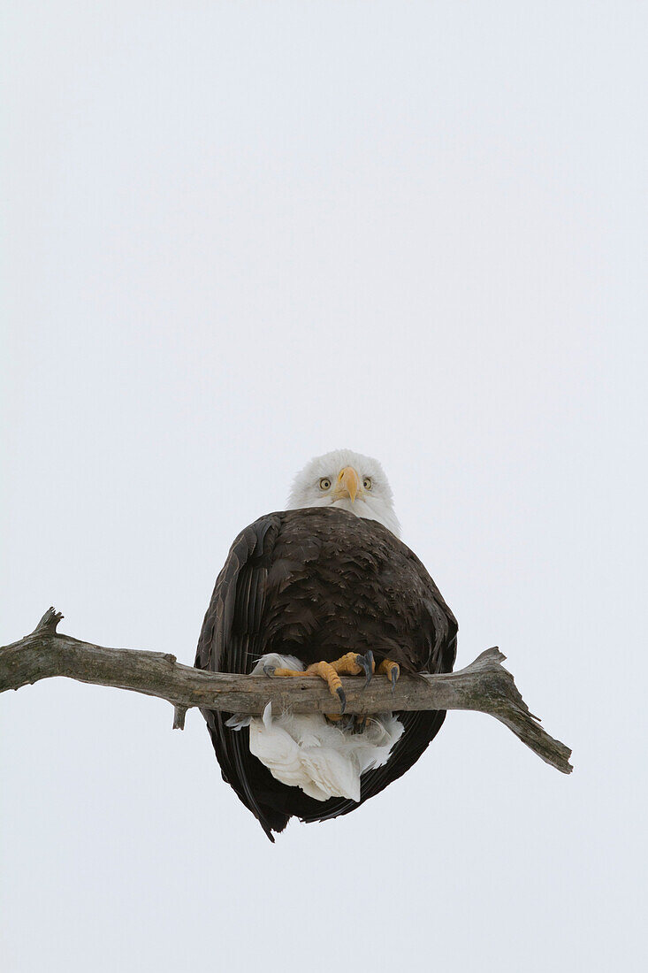 A mature Bald Eagle sits on a limb and looks down at camera in the Portage area of Alaska. Winter. Southcentral Alaska.