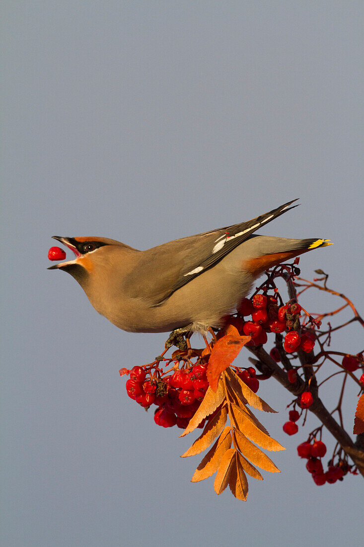 Bohemian Waxwing perches to eat in colorful Mountain Ash berries in winter in the Anchorage, Alaska area of Southcentral Alaska.