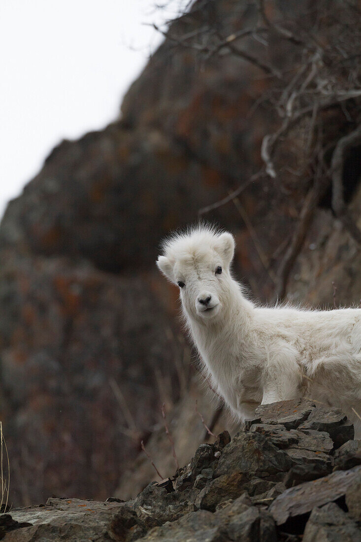 An inquisitive Dall sheep lamb looks down from the rocks in the Chugach Mountains at the camera. Southcentral Alaska.