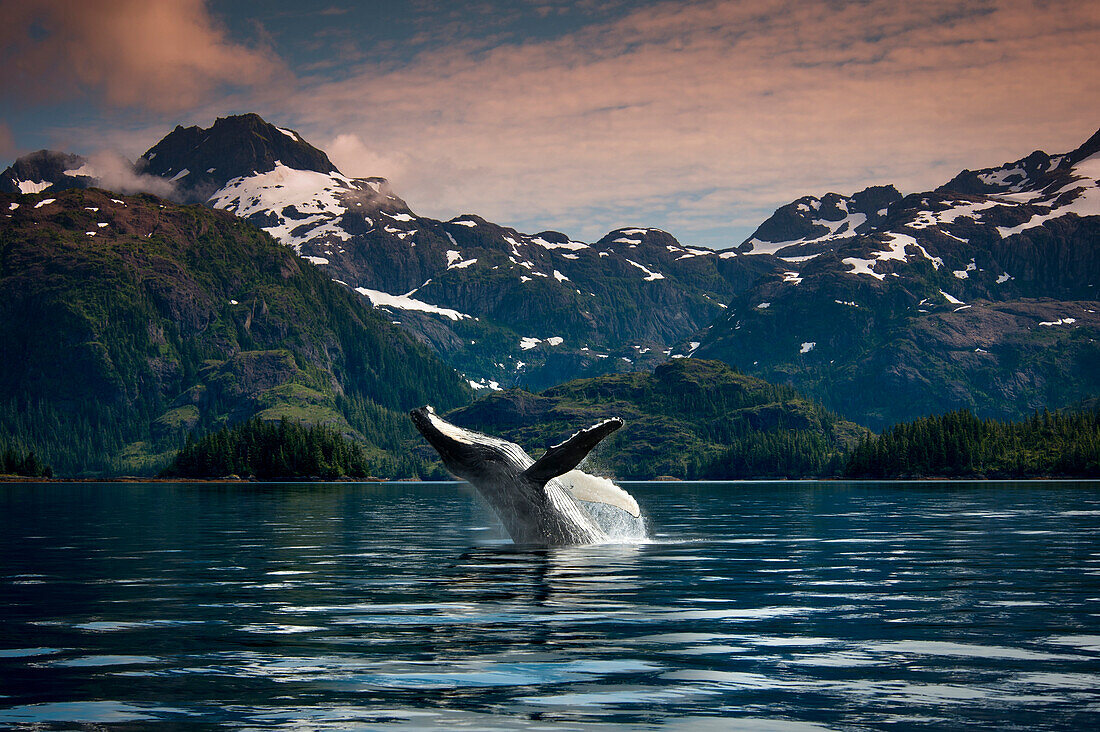 COMPOSITE Breaching Humpback whale in Prince William Sound, Southcentral Alaska, Summer