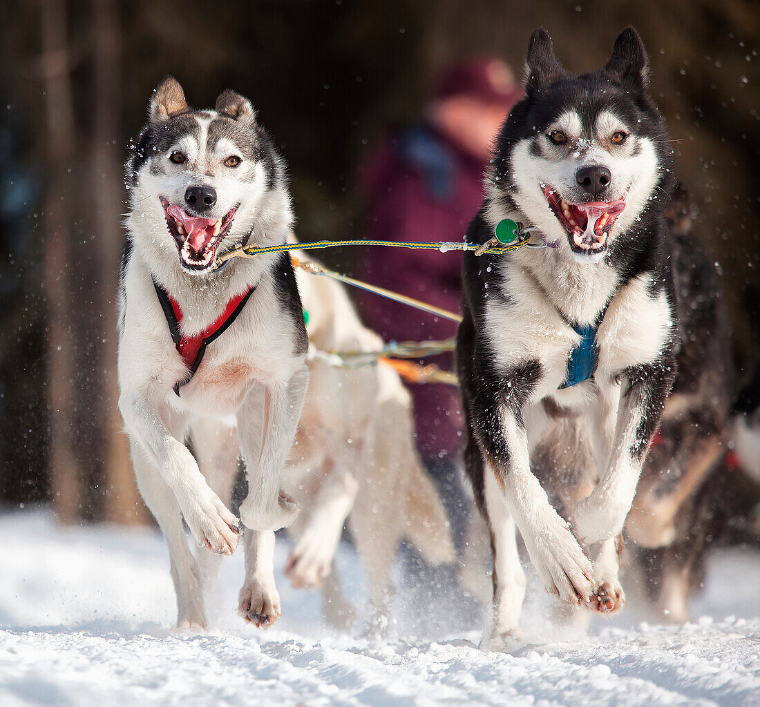 Brennan Norden's lead dogs during the Ceremonial Start of the 2011 Iditarod, Anchorage, Alaska