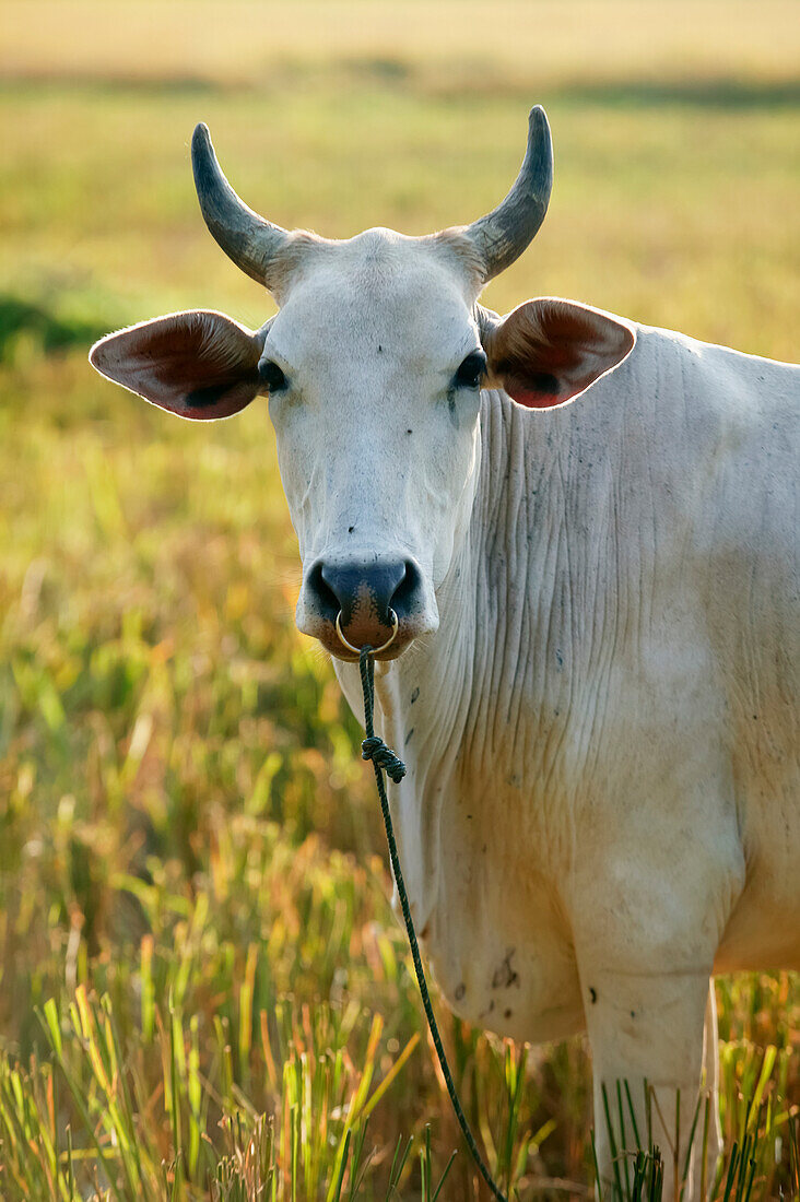 'A cow grazing and wandering through recently harvested rice fields in search of food after the Indian Ocean tsunami of 2004; Aceh Province, Sumatra, Indonesia'