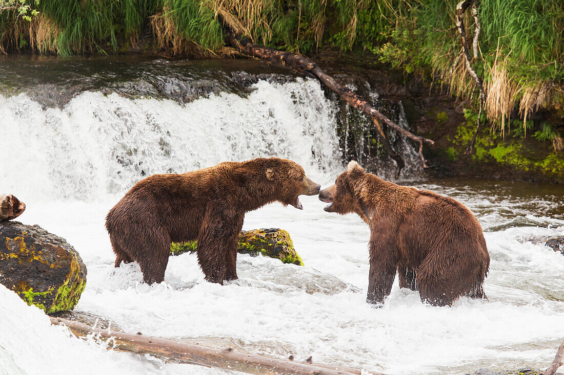 Two Grizzly bears having a dispute over fishing rights at Brooks Falls in Katmai National Park & Preserve, Southwest Alaska, Summer