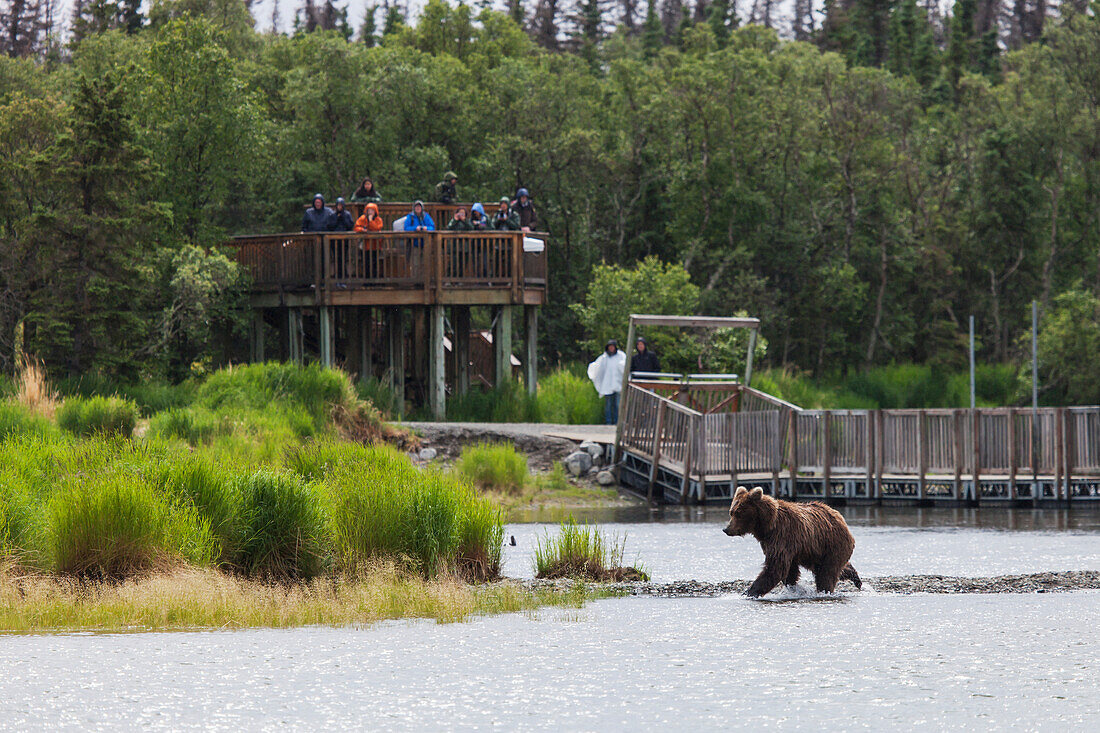 Visitors viewing a Grizzly bear fishing for salmon from an observation platform along the Brooks River in Katmai National Park & Preserve, Southwest Alaska, Summer