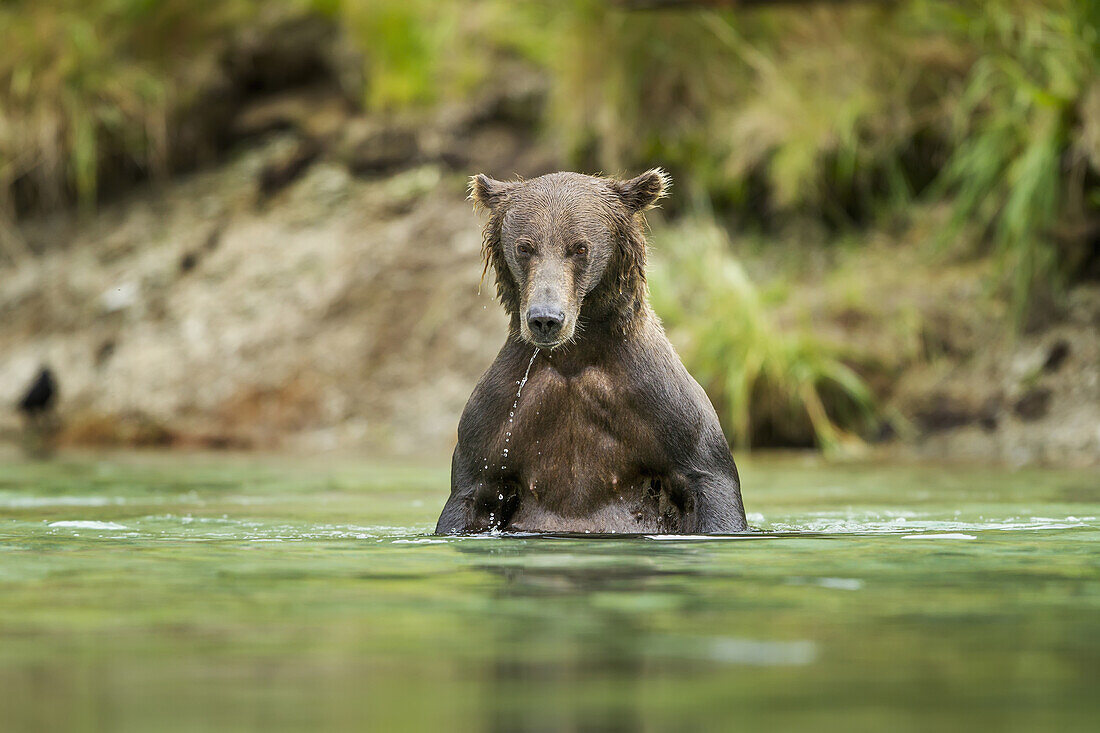 Coastal Brown Bear (Ursus arctos) standing upright in salmon spawning stream along Kuliak Bay, Katmai National Park, Southwest Alaska