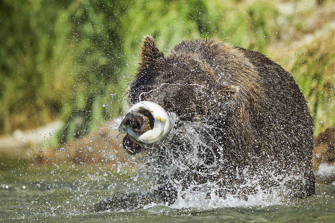 Coastal Brown Bear (Ursus arctos) violently shakes Pink Salmon while fishing in spawning stream along Kuliak Bay, Katmai National Park, Southwest Alaska