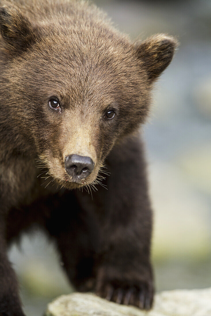 Coastal Brown Bear Spring Cub (Ursus arctos) along salmon spawning stream by Kuliak Bay, Katmai National Park, Southwest Alaska