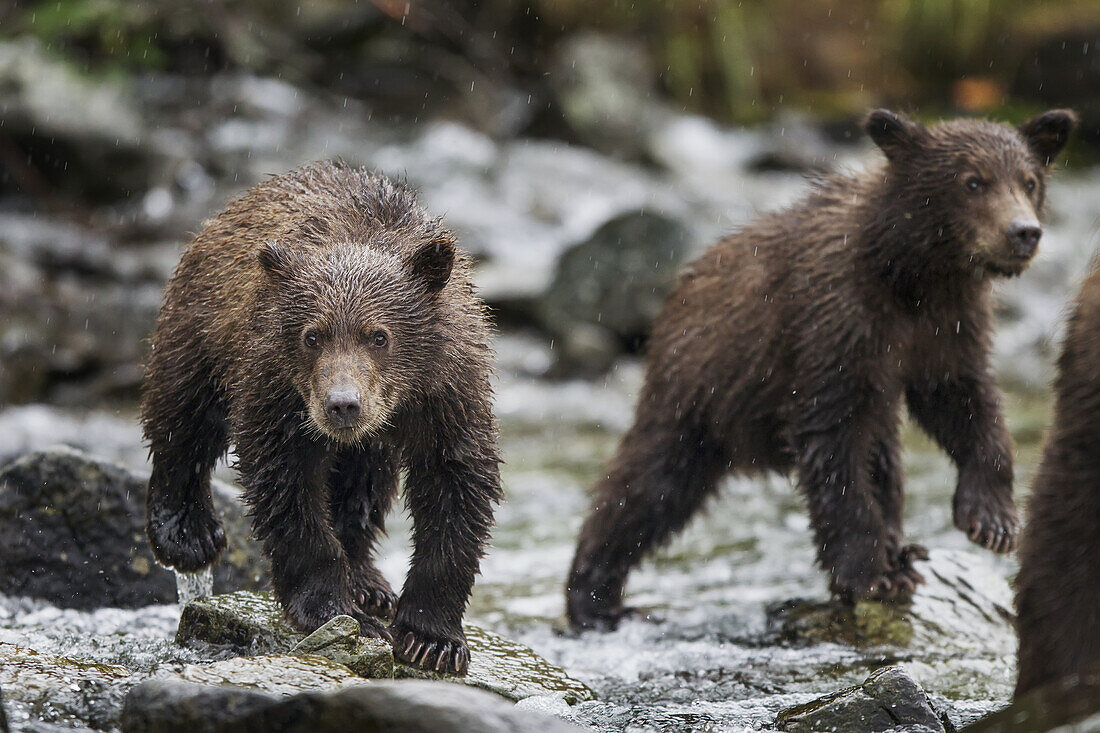 Two Coastal Brown Bear spring cubs (Ursus arctos) walking in salmon spawning stream along Kuliak Bay, Katmai National Park, Southwest Alaska