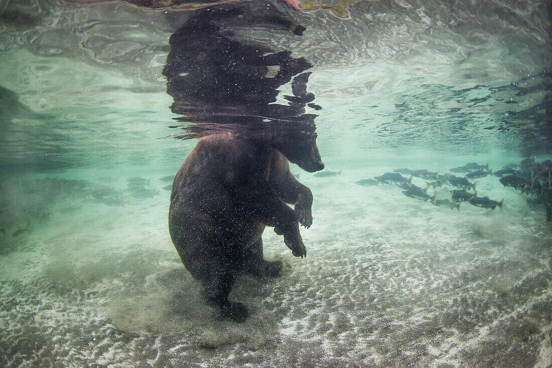 Underwater view of Coastal Brown Bear (Ursus arctos) fishing for spawning salmon in stream, Katmai National Park, Southwest Alaska