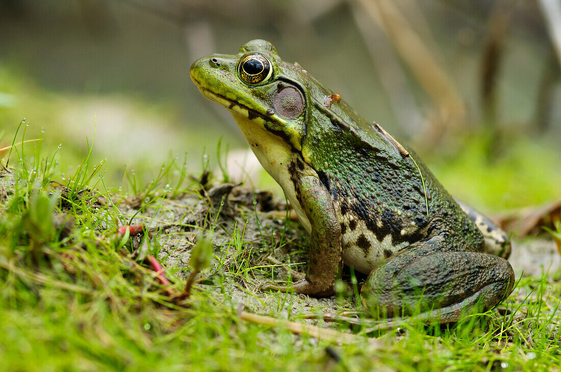 'Side view of alert green frog; Vaudreuil, Quebec, Canada'