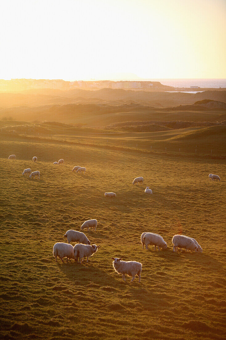 'Sun setting and grazing sheep in the countryside just East of Port Stewart; County Londonderry, Ireland'