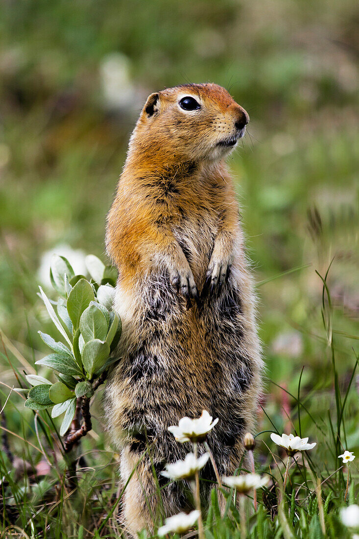 Close up of Artic ground squirrel standing at alert in wild flowers, Highway Pass, Denali National Park, Summer, Interior Alaska, USA.