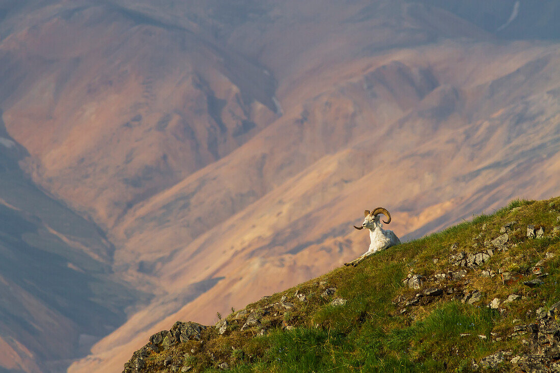 View of a Dall Sheep Ram sitting on a steep slope at sunrise on Polychrome Pass, Denali National Park, Summer, Interior Alaska, USA.