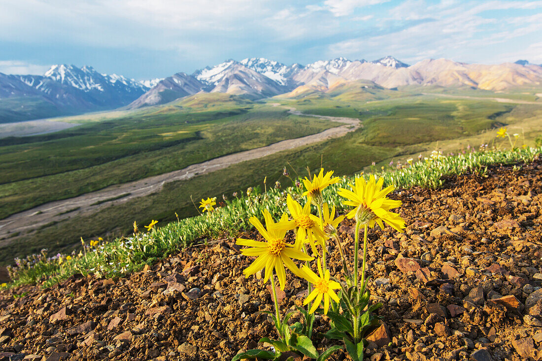 View of yellow Alpine Arnica on a steep slope with Polychrome Pass in the background at sunrise, Denali National Park, Summer, Interior Alaska, USA.