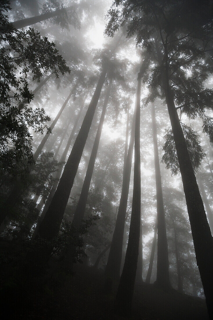 'Low angle view of tree tops in the fog; California, United States of America'