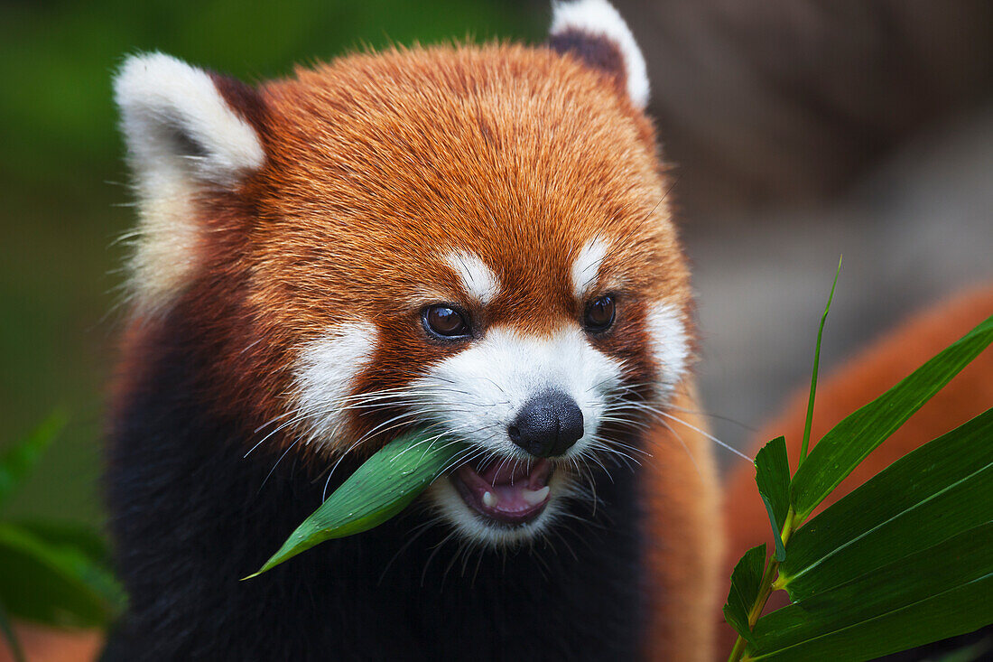 'Red Panda (Ailurus fulgens) or shining cat, is a small arboreal mammal and the only species of the genus Ailurus; Guangdong, China'