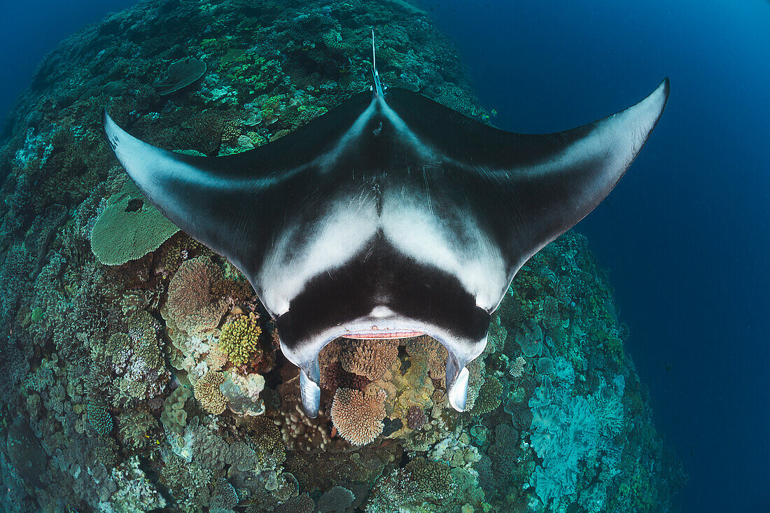 'A manta ray (Manta alfredi) gets close to the reef to be inspected by small cleaner wrasse on Manta Reef; Island of Kandavu, Fiji'