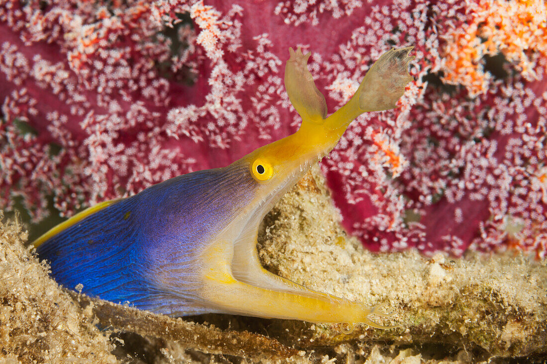 'A blue ribbon eel (Rhinomuraena quaesita); Fiji'