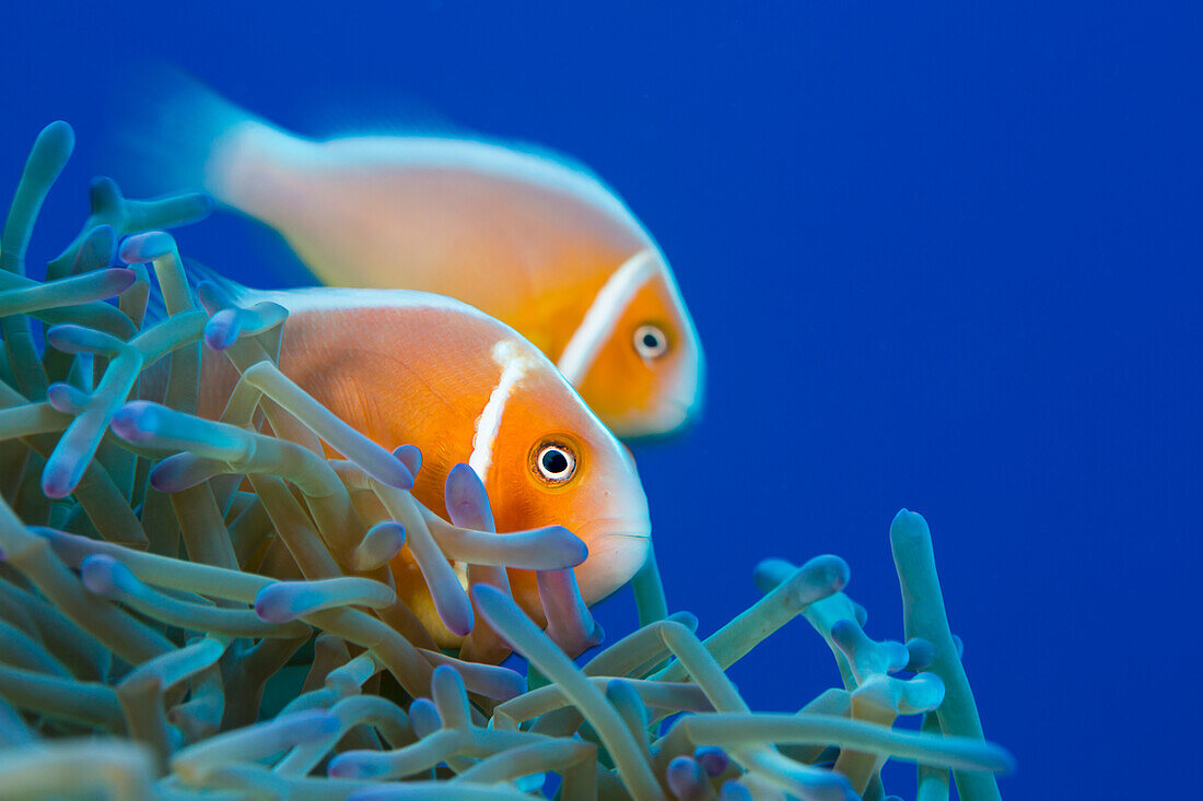 'This common anemonefish (Amphiprion perideraion) is most often found associated with the anemone, Heteractis magnifica, as pictured here; Yap, Micronesia'