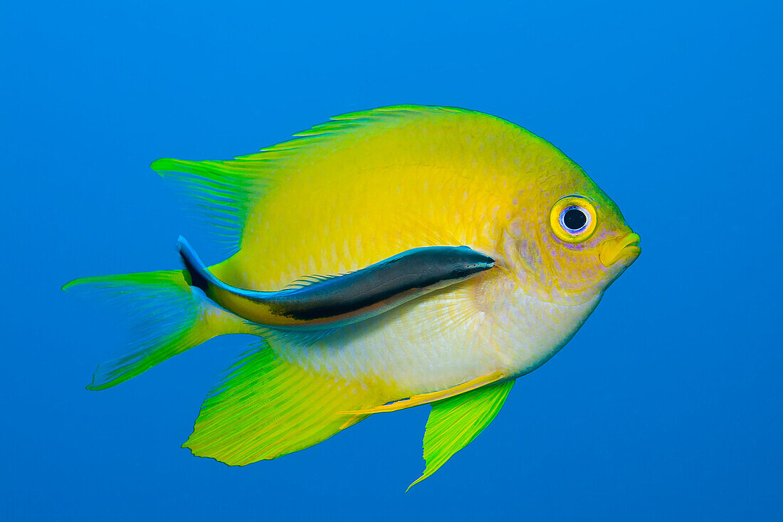 'Cleaner wrasse (Labroides dimidiatus); Mabul Island, Malaysia'