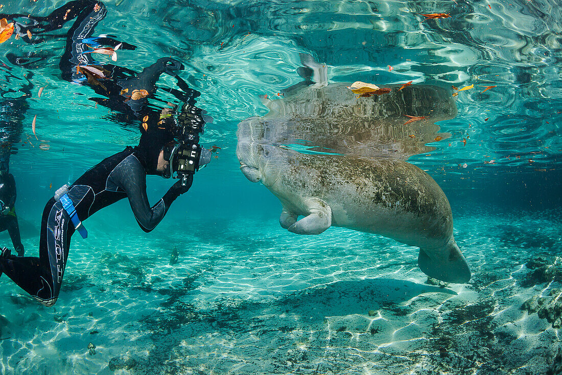 'A photographer lines up on an endangered Florida Manatee (Trichechus manatus latirostris) at Three Sisters Spring; Crystal River, Florida, United States of America'